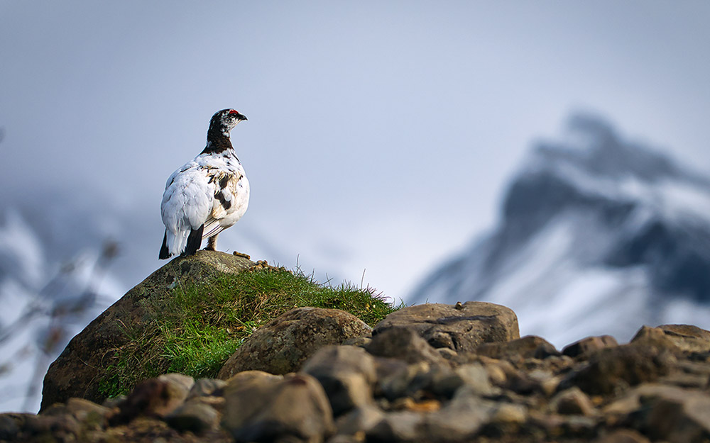 Photo of a rock ptarmigan in Iceland