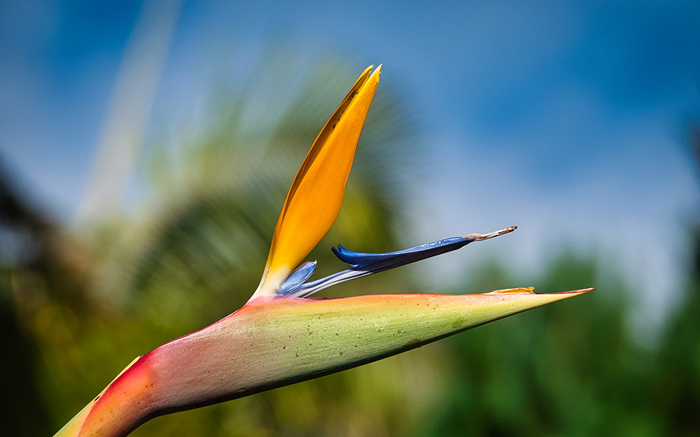 Photo of a Strelitzia flower on Madeira