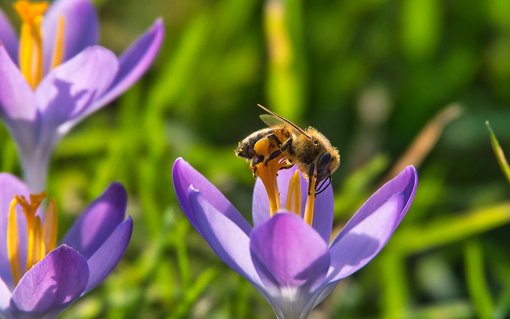 Photo of a bee on a crocus in the Netherlands