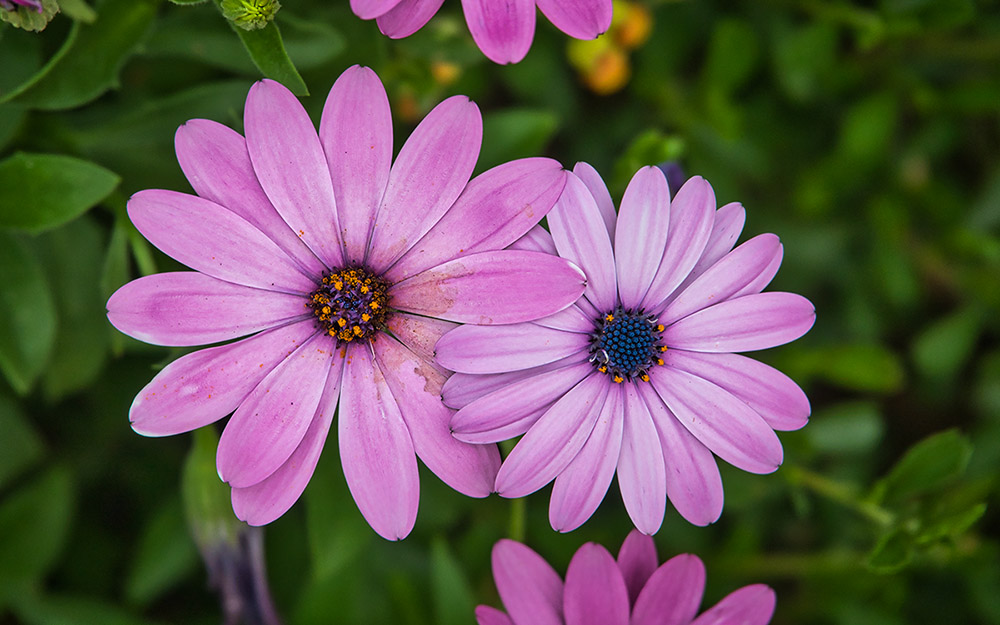 Photo of interlocking flowers in Kew gardens in Great Brittain