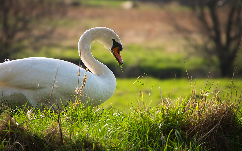 Photo of a swan in the Netherlands